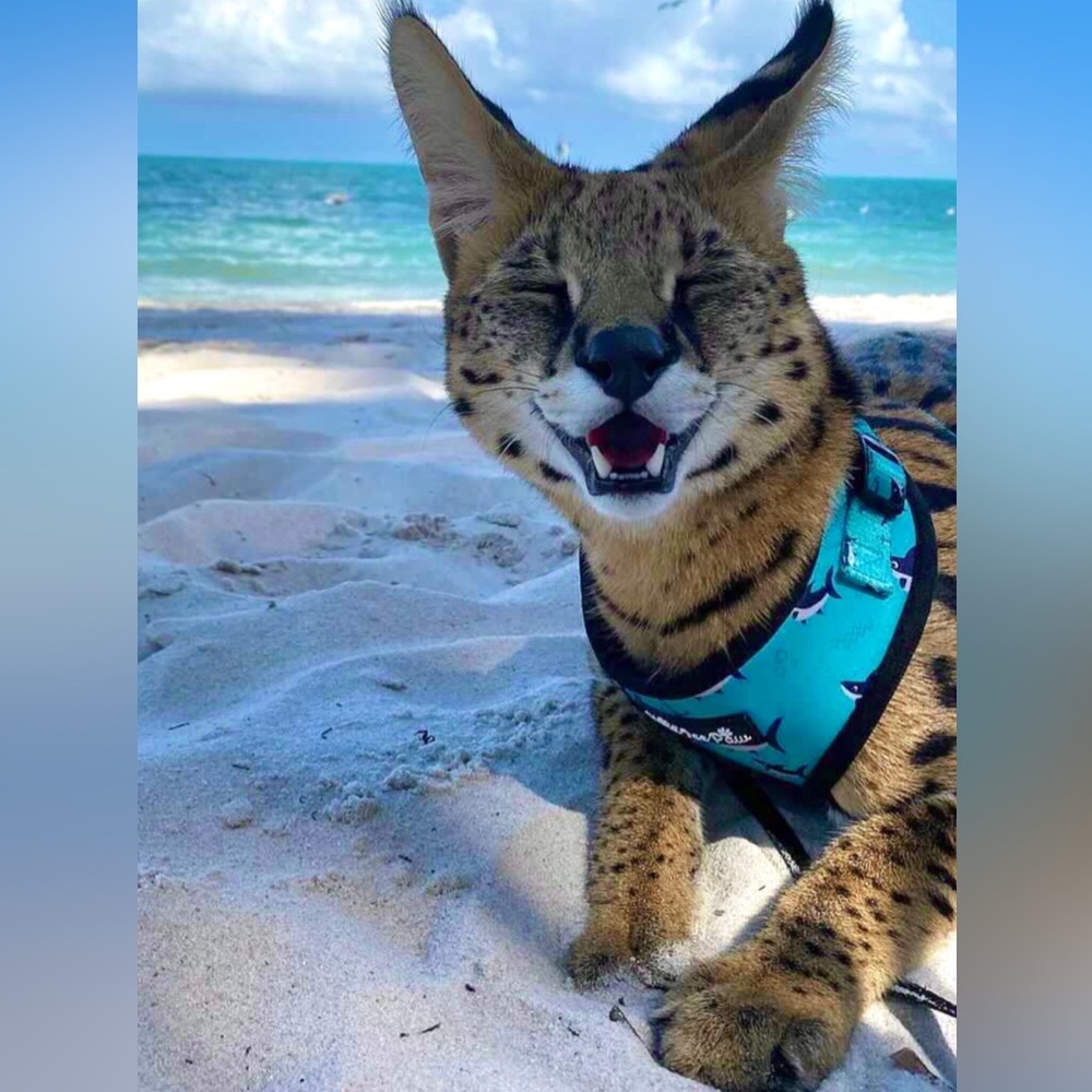 NWT CAT Harness - Kind Ice Paw Shark Print